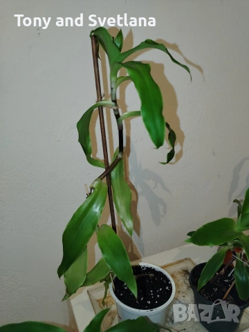 Ароматна кализия- стайно растение с множество лечебни свойства , снимка 3 - Стайни растения - 51869482