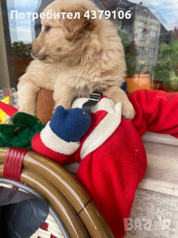 Голдън ретривър момче родословна майка, снимка 6 - Голдън ретривър - 52895399