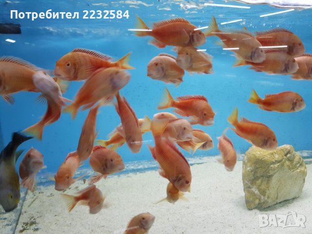 Рибки Трофеус различни видове!, снимка 9 - Рибки - 41533232