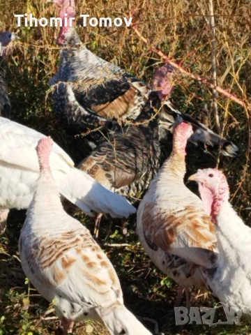 Продавам домашно гледани пуйки пуяци петли кокошки , снимка 12 - Кокошки и пуйки - 52299775