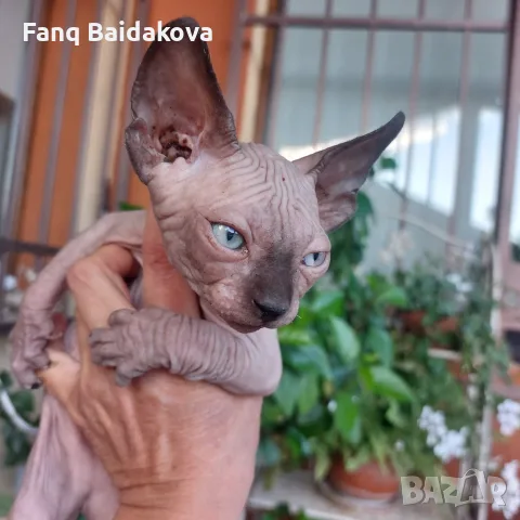 Котка порода сфинкс