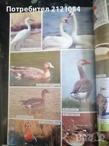 Книгата на младия ловец / Н.Нинов, Х.Михайлов,С.Стоянов , снимка 5 - Специализирана литература - 53296693