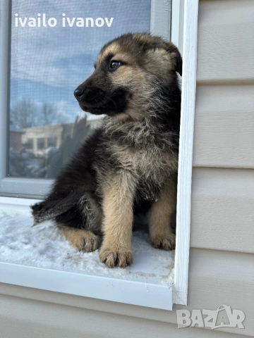 Източно европейска овчарка, снимка 6 - Немска овчарка - 53132059