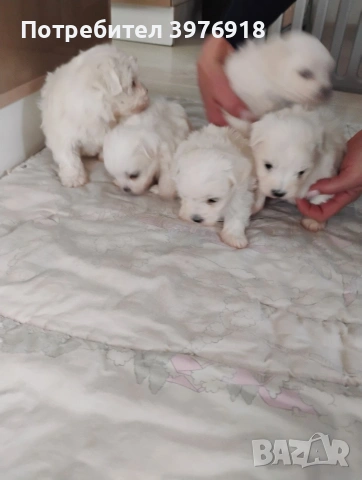 предлагам малтийски болонки , снимка 2 - Болонка - 53461710