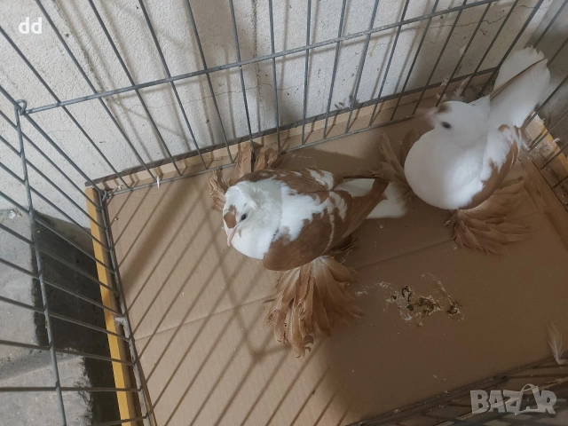 саксонски чайки , снимка 3 - Гълъби - 53249409