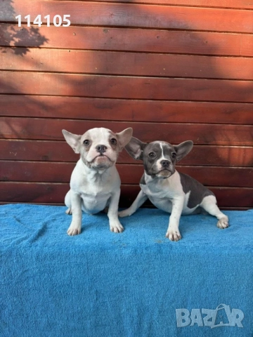 Френски булдочета, снимка 2 - Френски булдог - 52310778