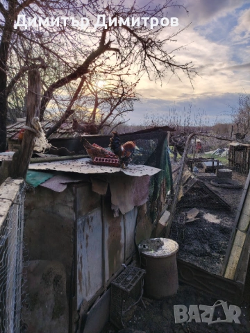  2 японски петлета джинки/5бр глухоням юрдек