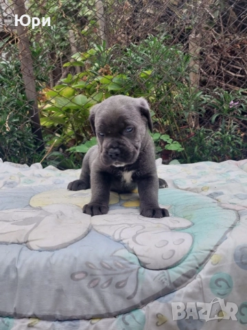 Кане корсо , снимка 6 - Кане корсо - 52796290