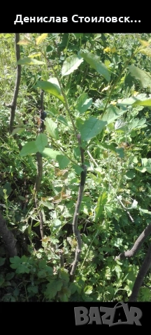 Ашладисване на овошки , снимка 4 - Други - 53628929