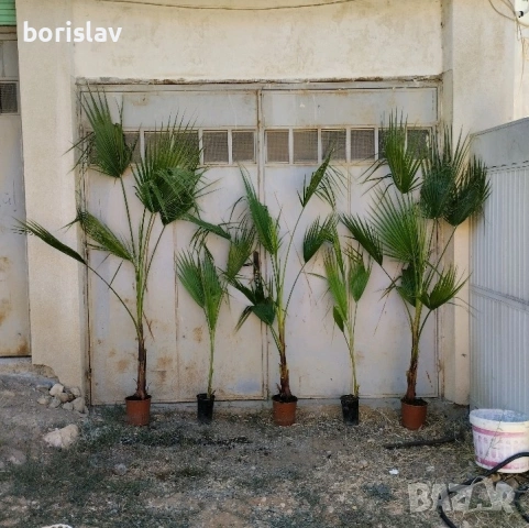 Палми Трахикарпус и Вашингтон