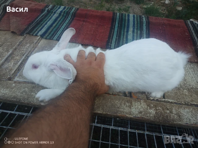 Зайци домашни , снимка 8 - Други животни - 51395663