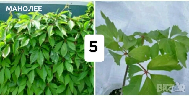 15 вида цветя и растения, снимка 6 - Градински цветя и растения - 51604084