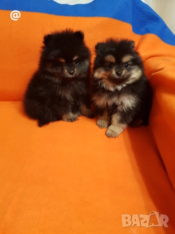Померан померанчета свободни Гр София, снимка 10 - Померан - 52967032