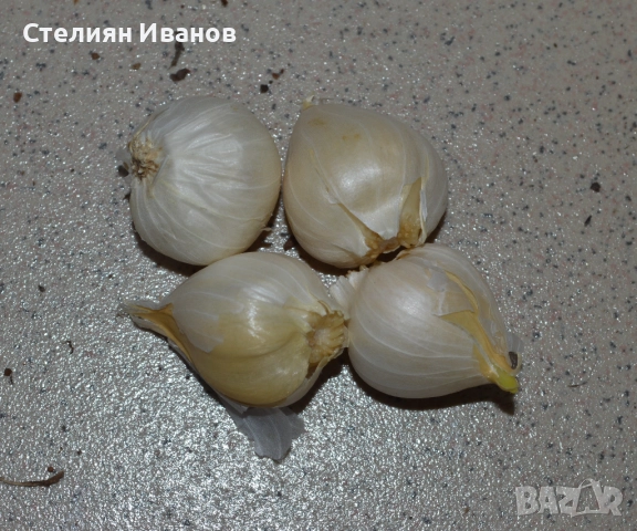 Кръглоглав лук (Allium sphaerocephalon) - луковици, снимка 3 - Сортови семена и луковици - 52372770