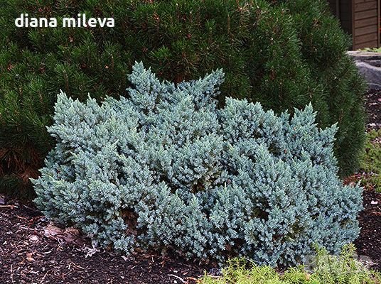 Juniperus squamata 'Blue Star', Хвойна Синя Звезда, снимка 3 - Градински цветя и растения - 39479257