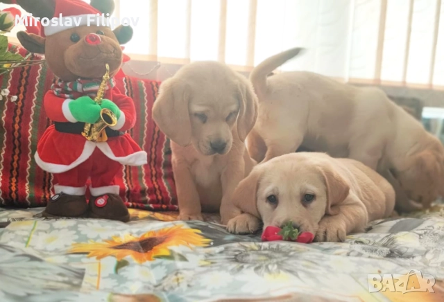 Лабрадор 2-мъжки 2-женски , снимка 11 - Лабрадор ретривър - 52869132
