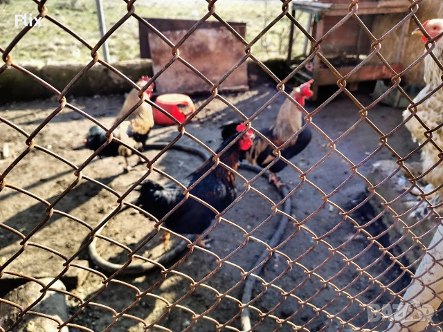 Петли, снимка 7 - Кокошки и пуйки - 53733827