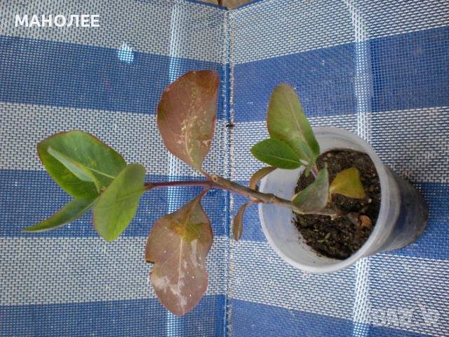 🌼💐💐🪷Лоницера - "Американа"🌼🪴🌼, снимка 3 - Градински цветя и растения - 53036825