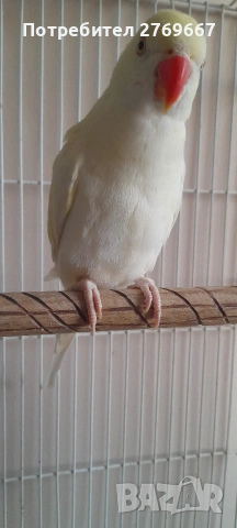 Малък александър