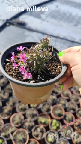  Флокс Scarlet Flame, почвопокривен, многогодишен, студоустойчив, снимка 3 - Градински цветя и растения - 53865758