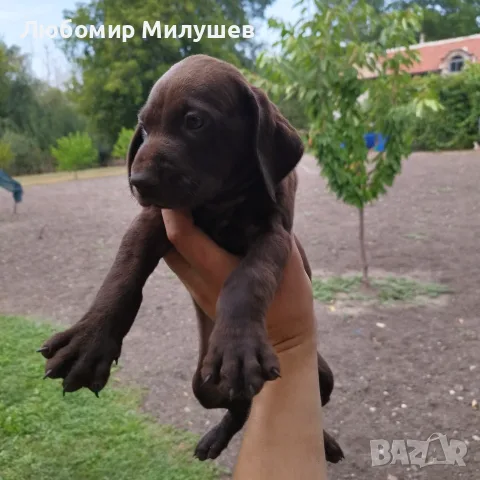 Курцхарчетаостанаха две женски
