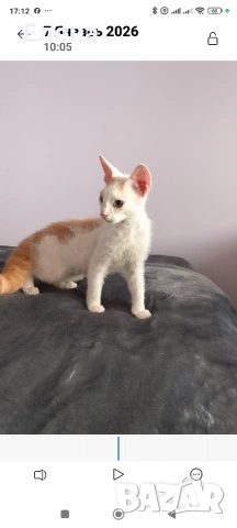 Браш къдравокос момче с родословие, снимка 2 - Сфинксове - 53047560