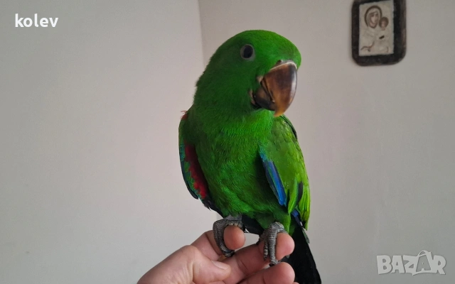 Папагал Еклектус мъжки /бебе 