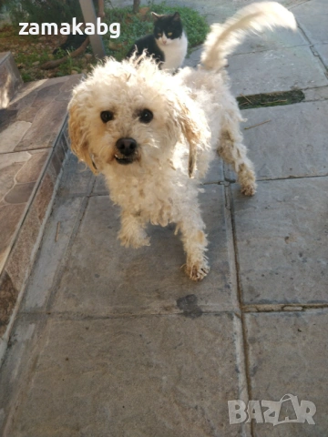 Френска болонка на година и половина имунизирано с паспорт 