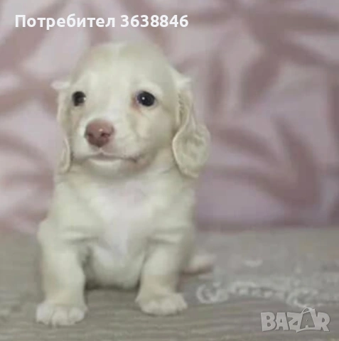 Миниатюрен дългокосмест дакел, снимка 2 - Дакели - 53738726