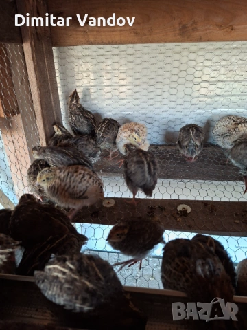 Пъдпъдъци фараон, манджурски , снимка 3 - Кокошки и пуйки - 53802121