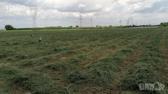 Бали люцерна 