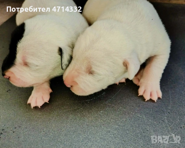 Продавам мъжки и женски кученца, снимка 14 - Дого аржентино - 53163193