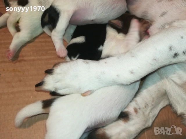 ДЖАК РЪСЕЛ-СЛАДКИ КУЧЕНЦА 2208251803, снимка 17 - Джак ръсел териер - 51456533