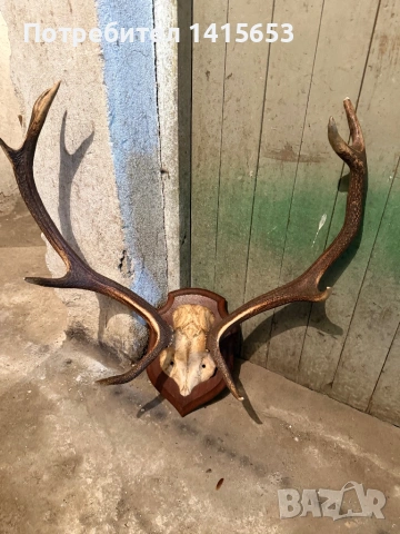 Продавам трофей от елен