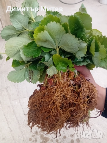 Разсат ягоди , снимка 4 - Разсади - 51749933