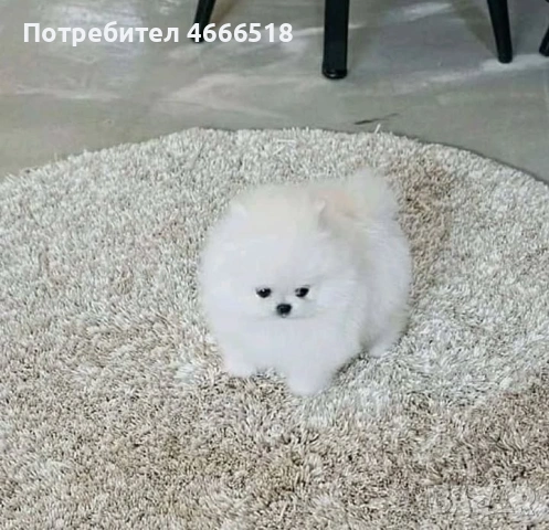 Мини померан, снимка 4 - Померан - 53485884