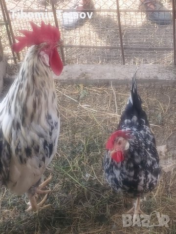 продавам ярки пилета яйца кокошки петли , снимка 8 - Кокошки и пуйки - 41738818
