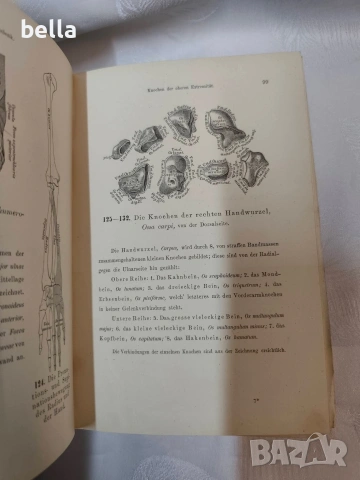 Антикварен медицински атлас по Анатомия (1875 г.) – Dr. Heitzmann, снимка 11 - Антикварни и старинни предмети - 53836569