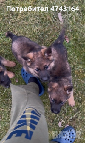 Чистокръвни Немски Овчарки, снимка 13 - Немска овчарка - 53542207