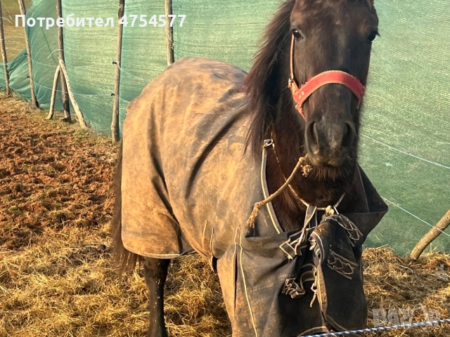 Каракачанска, снимка 5 - Коне - 53701803