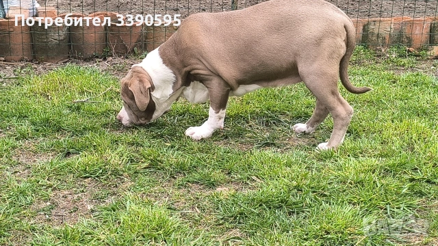 Американско Були Хл Момиче , снимка 3 - Питбул - 53818927