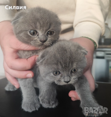 Шотландско клепоухо котенце 