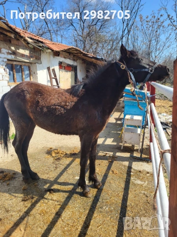 Продавам Мъжки кончета , снимка 4 - Коне - 53844953