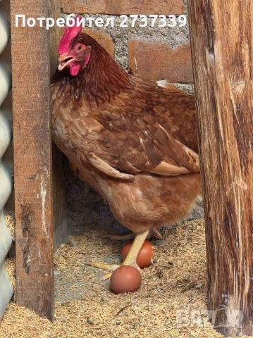 Ломан браун носачки