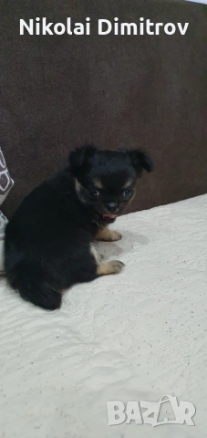 Момиче чихуа дългокосместо, снимка 3 - Чихуахуа - 53539843