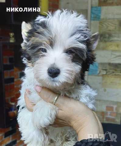 Продавам Йоркширски териер , снимка 3 - Йоркширски териер - 52706932