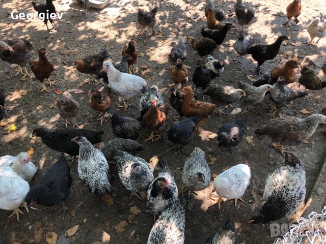 Катунски пилета и кокошки , снимка 17 - Кокошки и пуйки - 41230194