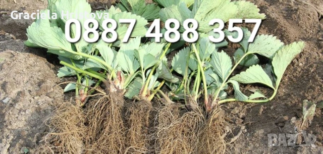 Продавам качествен разсад ягоди тел 0887 488 357 , снимка 6 - Градински цветя и растения - 53465590