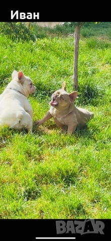 Френски Булдог, снимка 4 - Френски булдог - 53140404