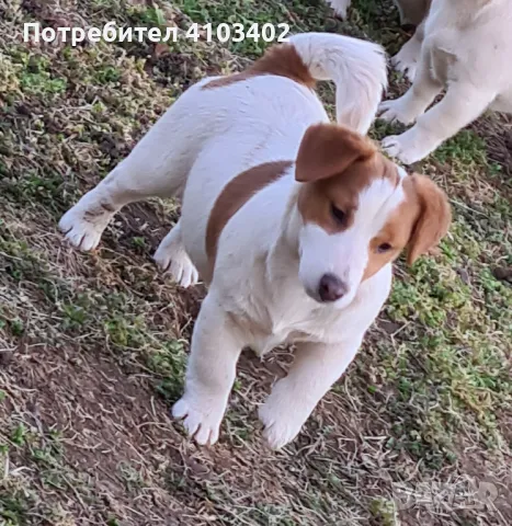 Джак Ръсел териер , снимка 1